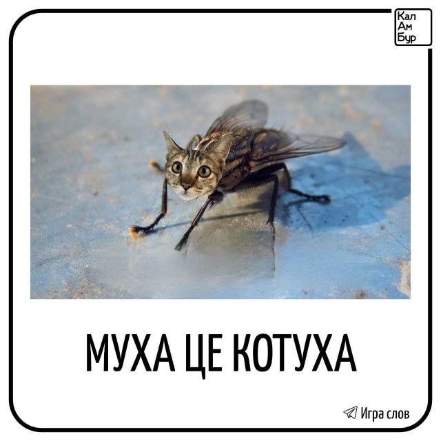 МУХА ЦЕ КОТУХА Игра слов Кал Ам Бур