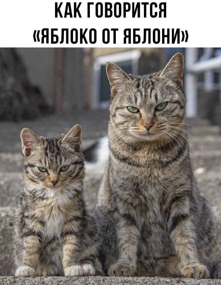 КАК ГОВОРИТСЯ «ЯБЛОКО ОТ ЯБЛОНИ»