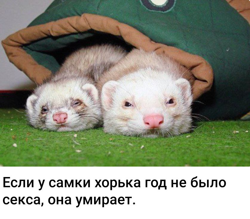 Если у самки хорька год не было секса, она умирает.