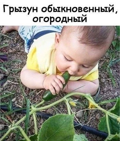 Грызун обыкновенный, огородный