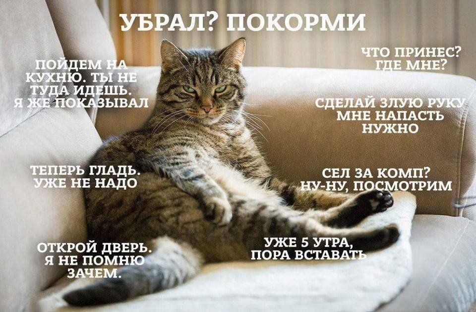 УБРАЛ? ПОКОРМИ
ПОЙДЕМ НА КУХНЮ. ТЫ НЕ ТУДА ИДЕШЬ. Я ЖЕ ПОКАЗЫВАЛ
ТЕПЕРЬ ГЛАДЬ. УЖЕ НЕ НАДО
ОТКРОЙ ДВЕРЬ. Я НЕ ПОМНЮ ЗАЧЕМ.
ЧТО ПРИНЕС? ГДЕ МНЕ?
СДЕЛАЙ ЗЛУЮ РУКУ МНЕ НАПАСТЬ НУЖНО
СЕЛ ЗА КОМП? НУ-НУ, ПОСМОТРИМ
УЖЕ 5 УТРА, ПОРА ВСТАВАТЬ