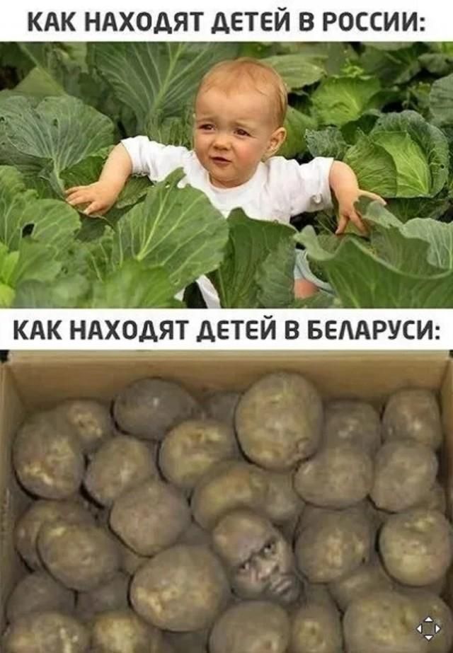 КАК НАХОДЯТ ДЕТЕЙ В РОССИИ: (изображение ребенка в капусте) КАК НАХОДЯТ ДЕТЕЙ В БЕЛАРУСИ: (изображение картофеля, один из которых с человеческим лицом)