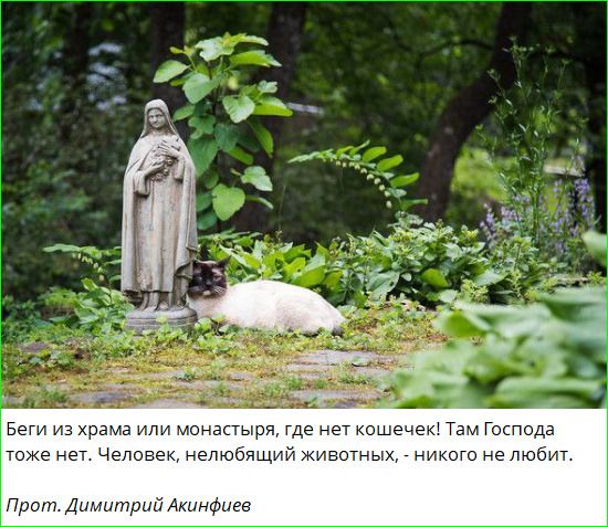 Беги из храма или монастыря, где нет кошечек! Там Господа тоже нет. Человек, нелюбящий животных, - никого не любит. Прот. Димитрий Акинфиев