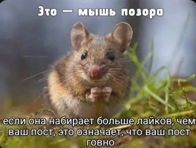 Это — мышь позора если она набирает больше лайков, чем ваш пост, это означает, что ваш пост говно