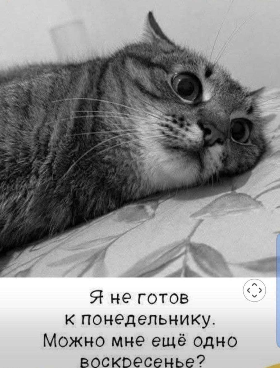 Я не готов к понедельнику. Можно мне ещё одно воскресенье?