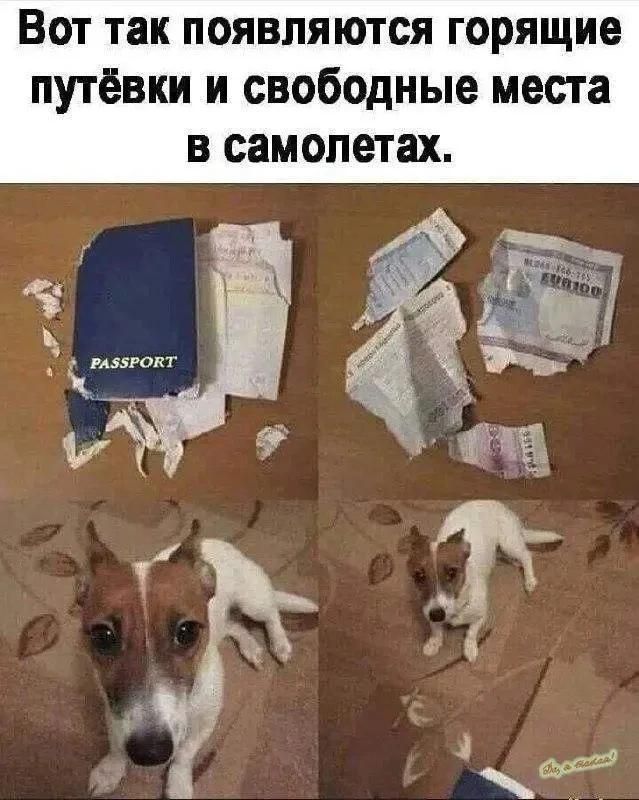 Вот так появляются горящие путёвки и свободные места в самолетах. PASSPORT