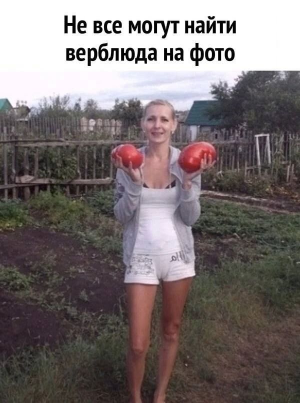 Не все могут найти верблюда на фото