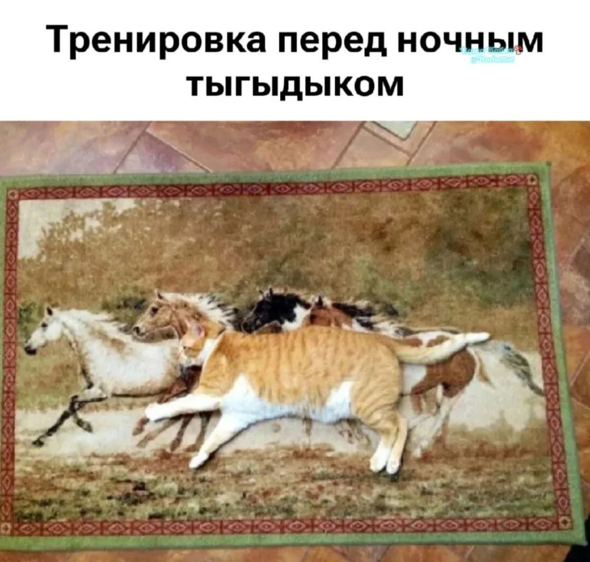 Тренировка перед ночным тыгыдыком