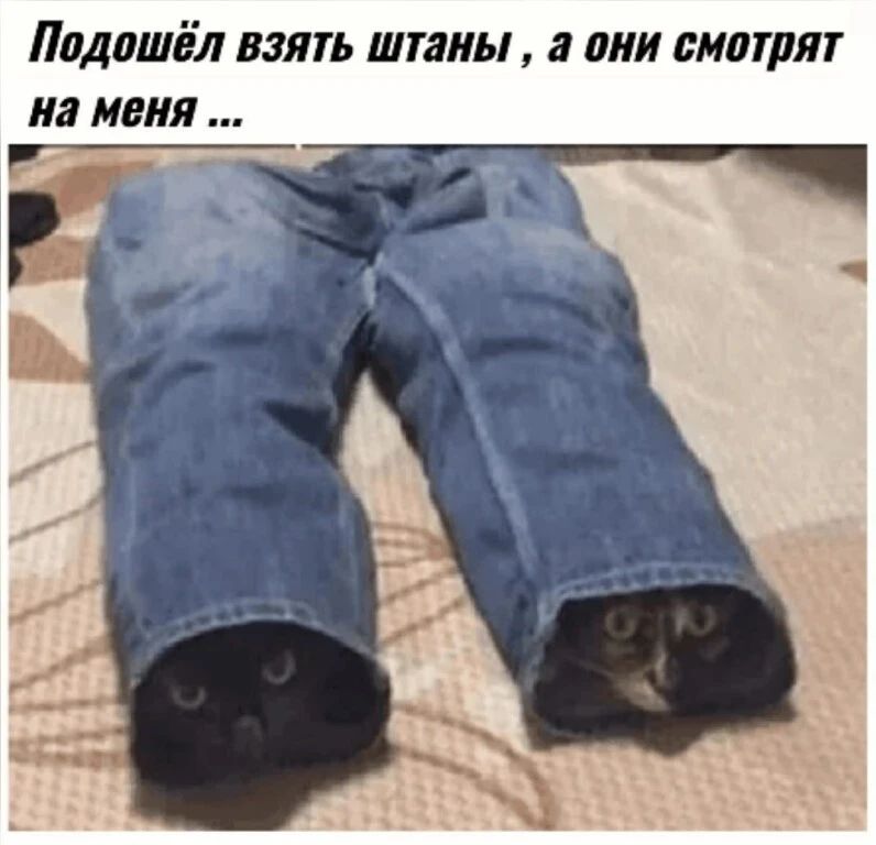 Подошёл взять штаны, а они смотрят на меня ...