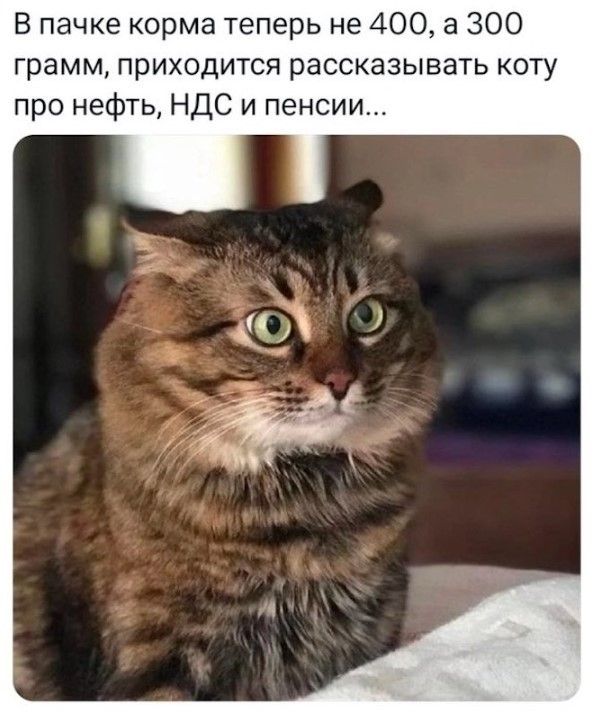В пачке корма теперь не 400, а 300 грамм, приходится рассказывать коту про нефть, НДС и пенсии...