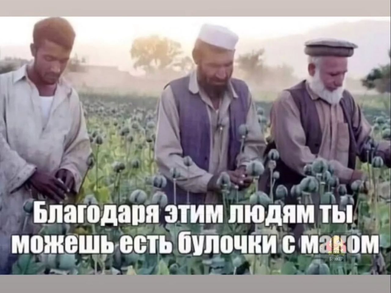 Благодаря этим людям ты можешь есть булочки с маком