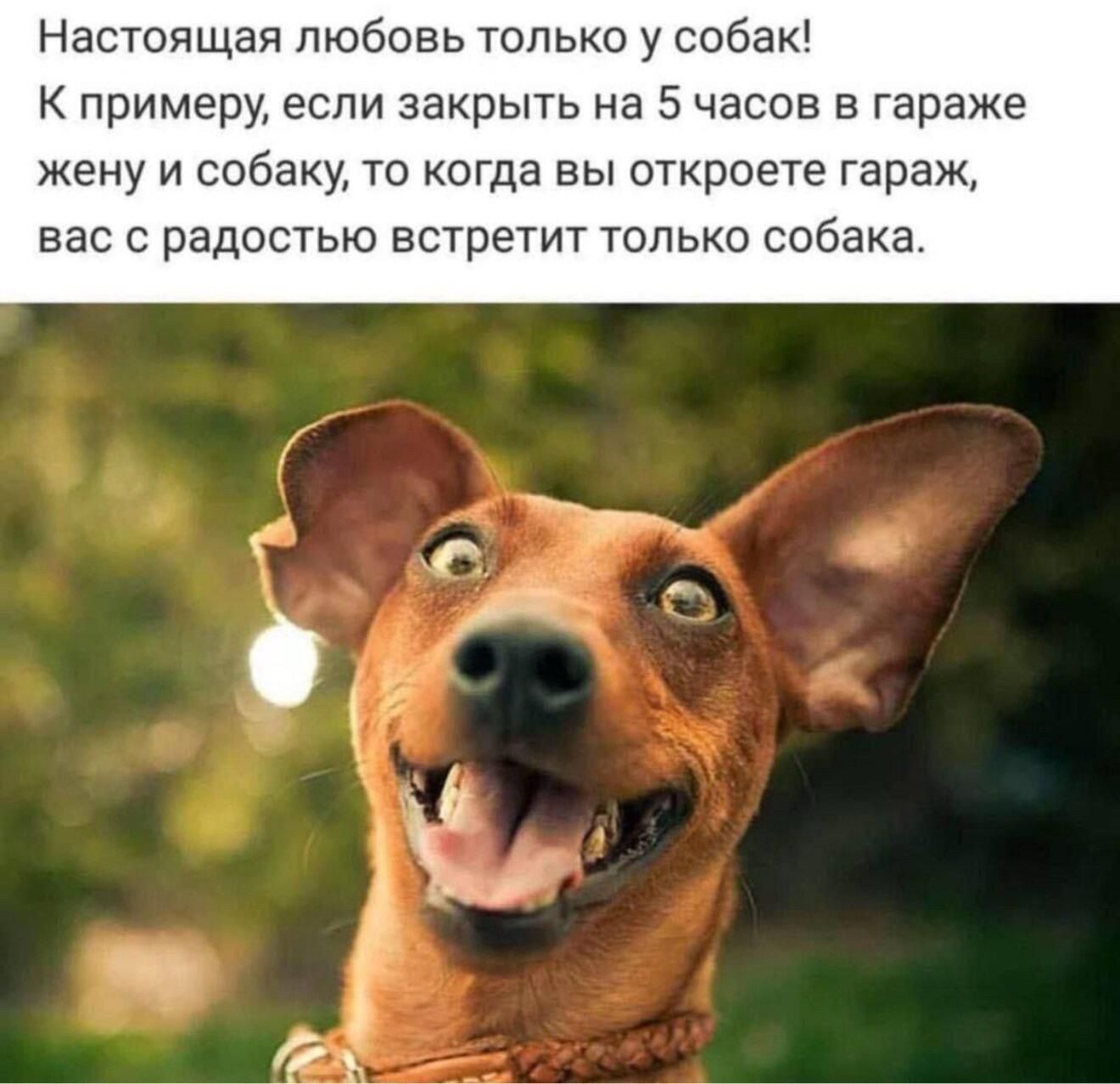 Настоящая любовь только у собак! К примеру, если закрыть на 5 часов в гараже жену и собаку, то когда вы откроете гараж, вас с радостью встретит только собака.