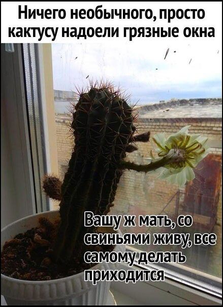 Ничего необычного, просто кактусу надоели грязные окна. Вашу ж мать, со свиньями живу, все самому делать приходится.