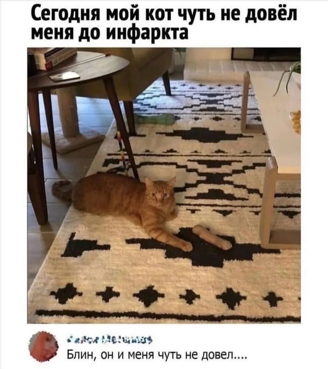 Сегодня мой кот чуть не довёл меня до инфаркта. Блин, он и меня чуть не довёл....