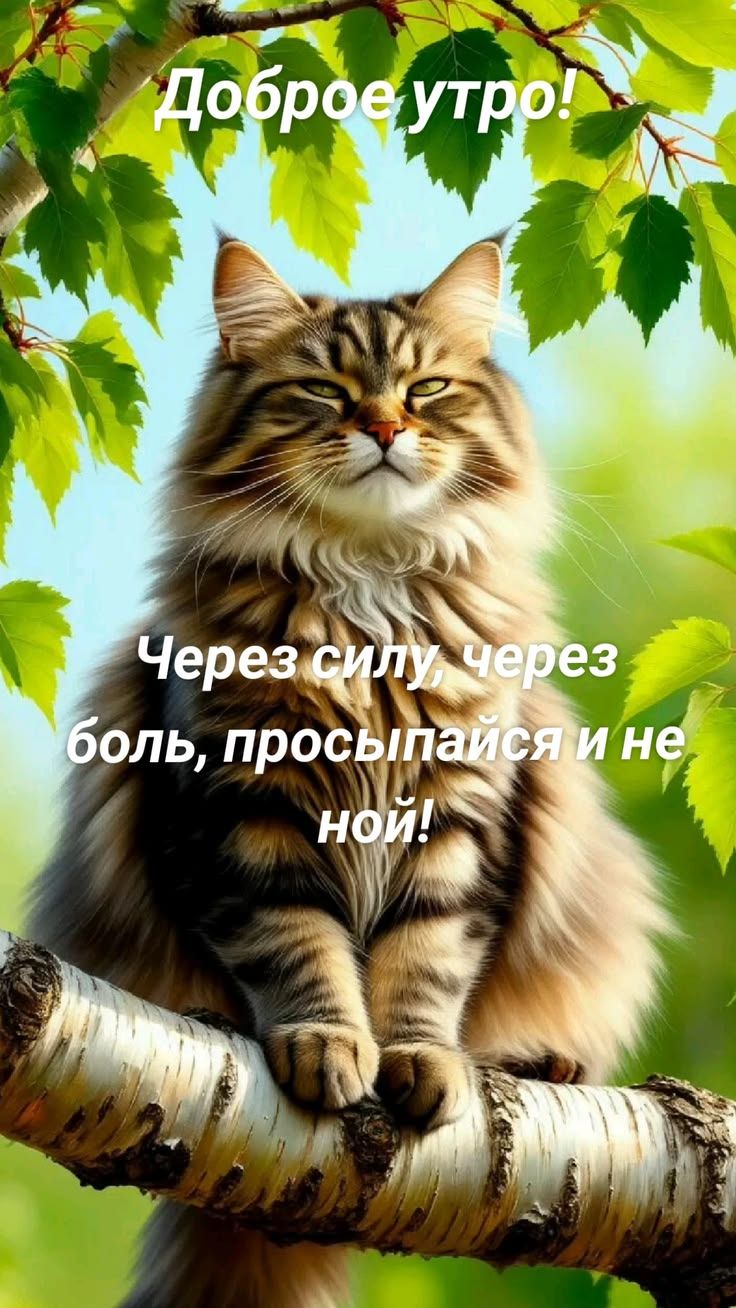 Доброе утро! Через силу, через боль, просыпайся и не ной!
