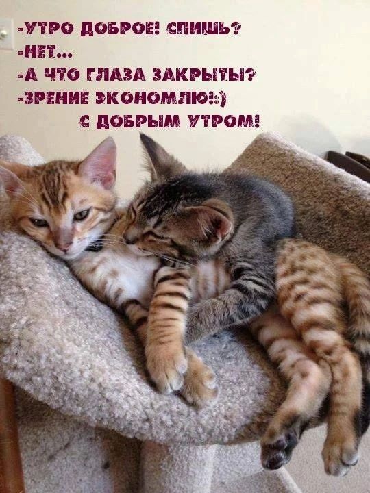 -УТРО ДОБРОЕ! СПИШЬ?
-НЕТ...
-А ЧТО ГЛАЗА ЗАКРЫТЫ?
-ЗРЕНИЕ ЭКОНОМЛЮ!:)
С ДОБРЫМ УТРОМ!