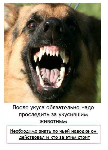 После укуса обязательно надо проследить за укусившим животным. Необходимо знать по чьей наводке он действовал и кто за этим стоит.