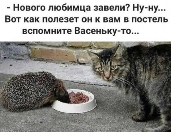 Нового любимца завели? Ну-ну... Вот как полезет он к вам в постель вспомните Васеньку-то...