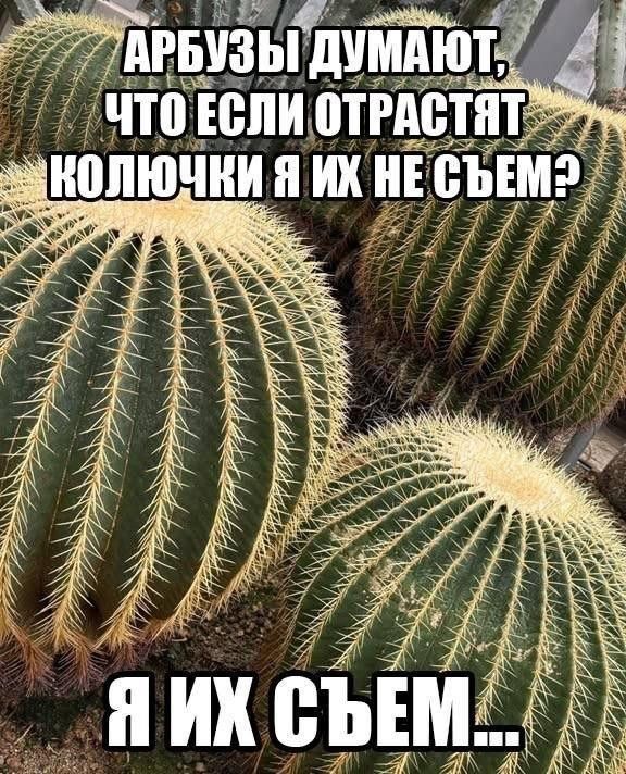 АРБУЗЫ ДУМАЮТ, ЧТО ЕСЛИ ОТРАСТЯТ КОЛЮЧКИ Я ИХ НЕ СЪЕМ? Я ИХ СЪЕМ...