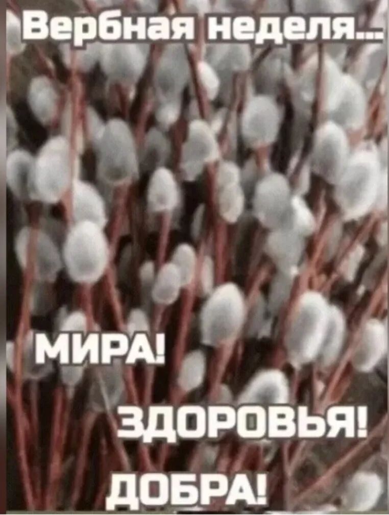 Вербная неделя... МИРА! ЗДОРОВЬЯ! ДОБРА!
