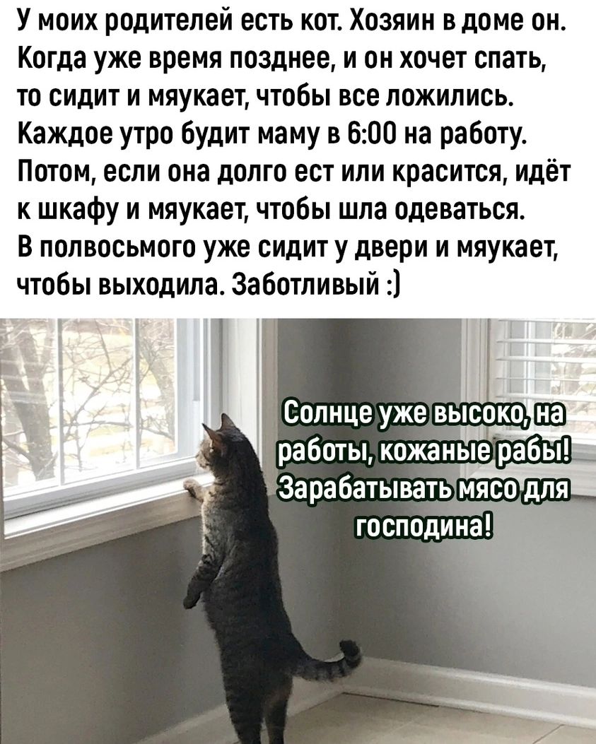 У моих родителей есть кот. Хозяин в доме он. Когда уже время позднее, и он хочет спать, то сидит и мяукает, чтобы все ложились. Каждое утро будит маму в 6:00 на работу. Потом, если она долго ест или красится, идёт к шкафу и мяукает, чтобы шла одеваться. В полвосьмого уже сидит у двери и мяукает, чтобы выходила. Заботливый :) Солнце уже высоко, на