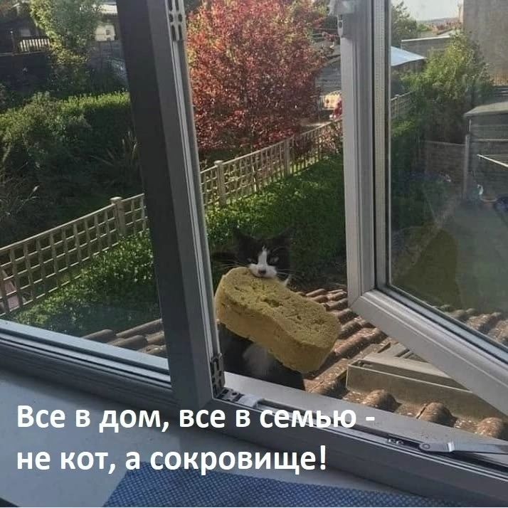 Все в дом, все в семью - не кот, а сокровище!