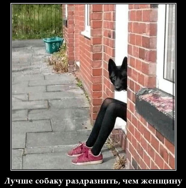 Лучше собаку раздразнить, чем женщину