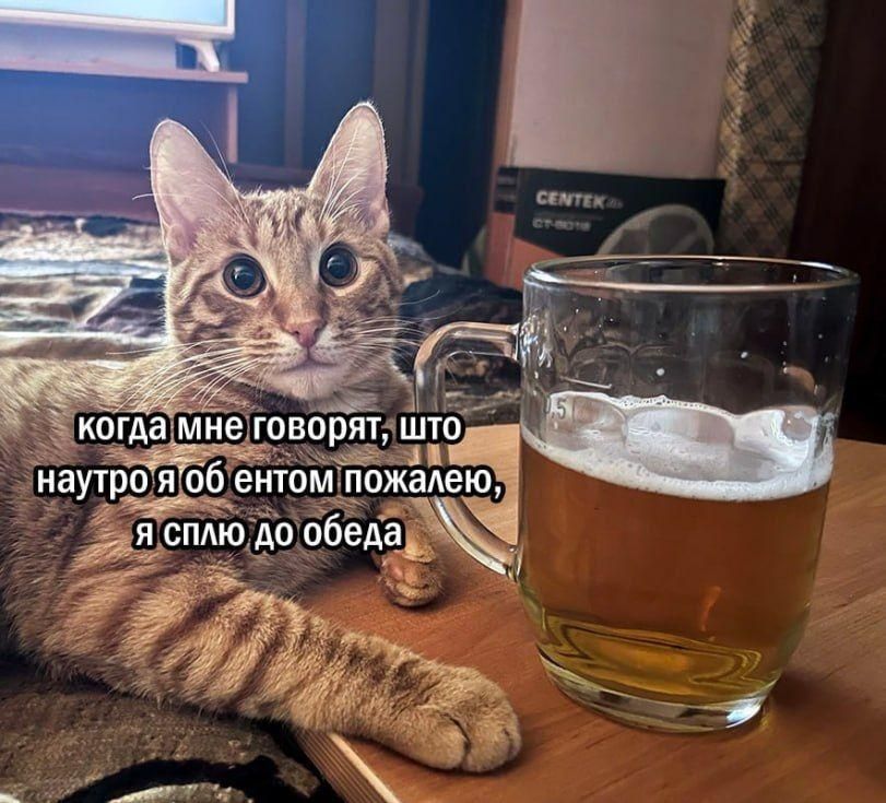 когда мне говорят, што наутро я об ентом пожалею, я сплю до обеда