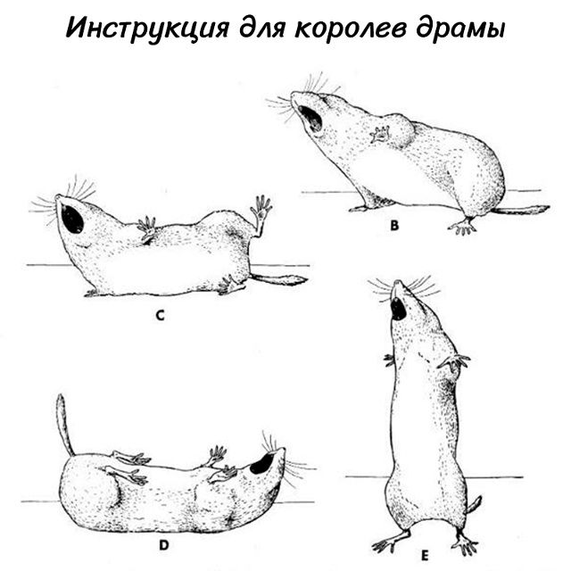 Инструкция для королев драмы