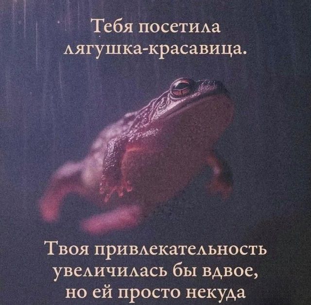 Тебя посетила лягушка-красавица. Твоя привлекательность увеличилась бы вдвое, но ей просто некуда