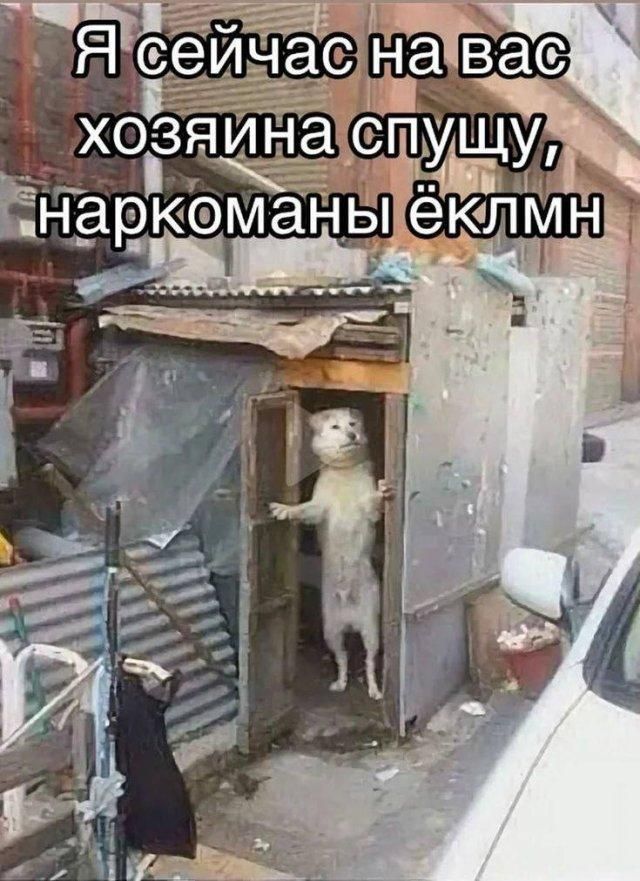 Я сейчас на вас хозяина спущу, наркоманы ёклмн
