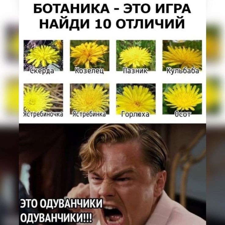 БОТАНИКА - ЭТО ИГРА НАЙДИ 10 ОТЛИЧИЙ Скерда Козелец Пазник Кульбаба Ястребиночка Ястребинка Горлюха Осот ЭТО ОДУВАНЧИКИ ОДУВАНЧИКИ!!!