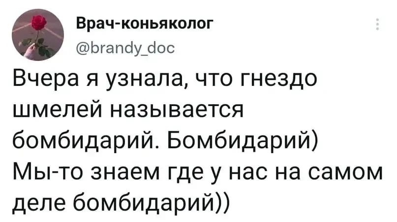 Врач-коньяколог @brandy_doc Вчера я узнала, что гнездо шмелей называется бомбидарий. Бомбидарий) Мы-то знаем где у нас на самом деле бомбидарий))