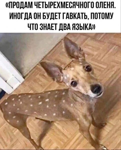 ПРОДАМ ЧЕТЫРЕХМЕСЯЧНОГО ОЛЕНЯ. ИНОГДА ОН БУДЕТ ГАВКАТЬ, ПОТОМУ ЧТО ЗНАЕТ ДВА ЯЗЫКА
