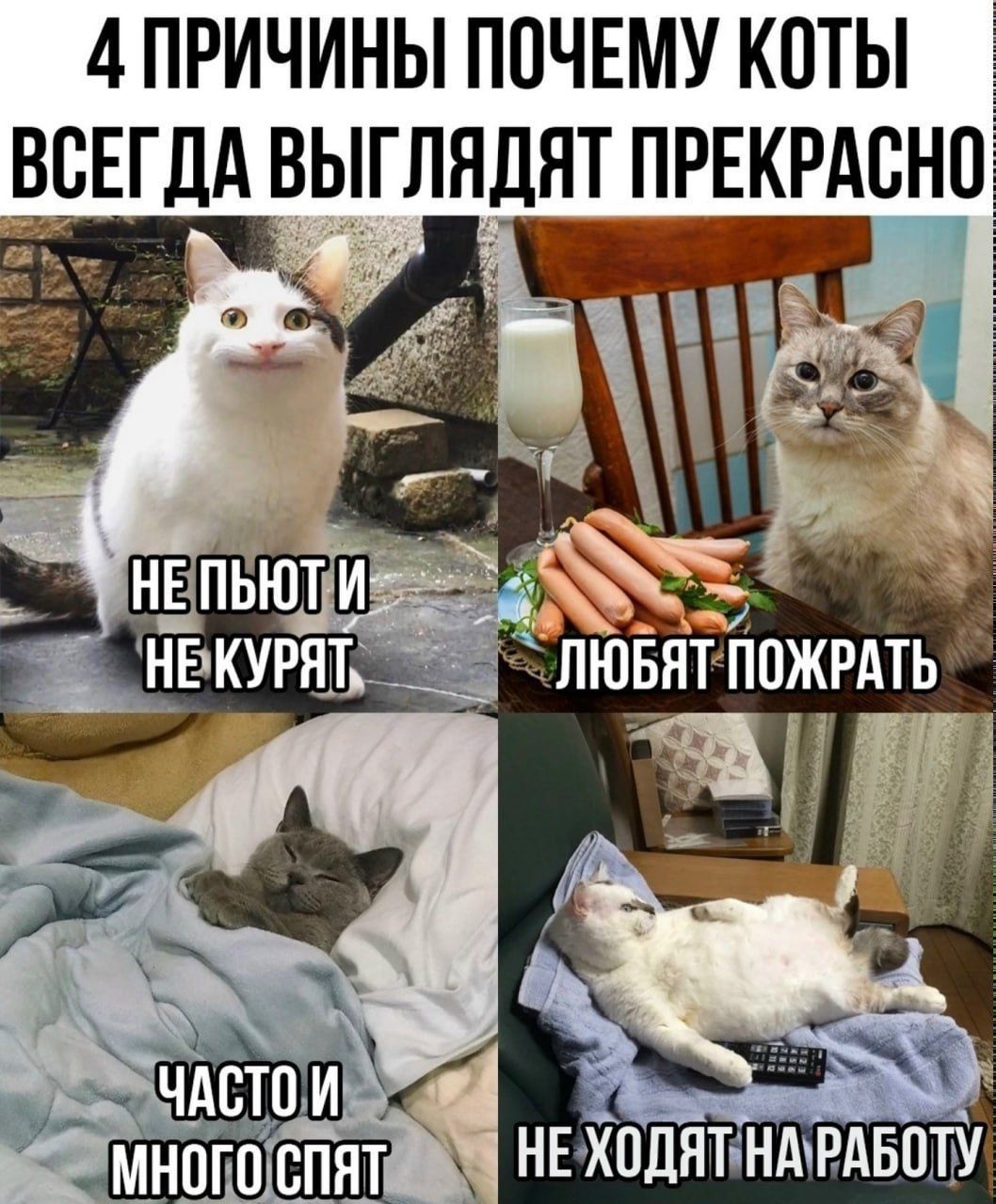 4 ПРИЧИНЫ ПОЧЕМУ КОТЫ ВСЕГДА ВЫГЛЯДЯТ ПРЕКРАСНО НЕ ПЬЮТ И НЕ КУРЯТ ЛЮБЯТ ПОЖРАТЬ ЧАСТО И МНОГО СПЯТ НЕ ХОДЯТ НА РАБОТУ