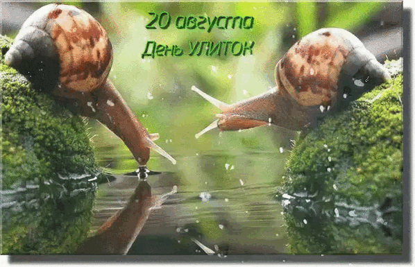 20 августа День Улиток