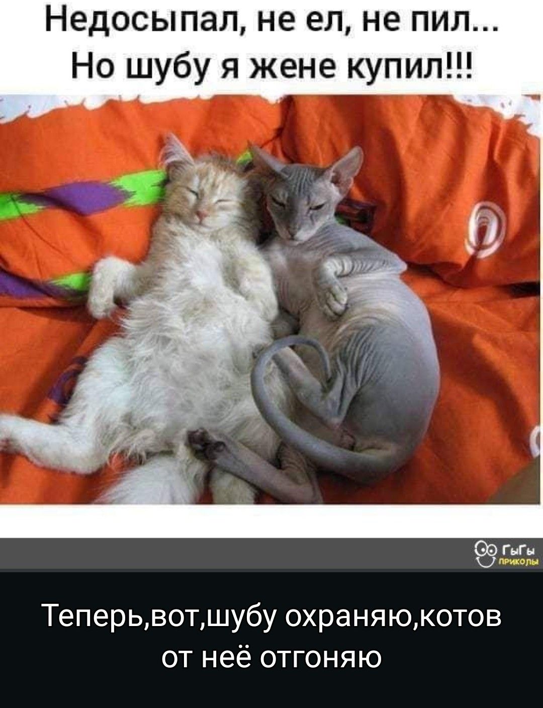 Недосыпал, не ел, не пил... Но шубу я жене купил!!! Теперь, вот, шубу охраняю, котов от неё отгоняю