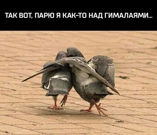 ТАК ВОТ, ПАРЮ Я КАК-ТО НАД ГИМАЛАЯМИ...