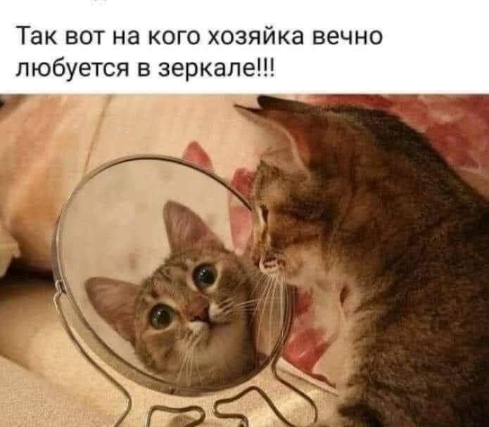 Так вот на кого хозяйка вечно любуется в зеркале!!!