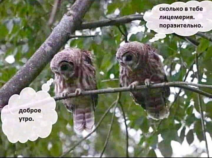 доброе утро. сколько в тебе лицемерия. поразительно.