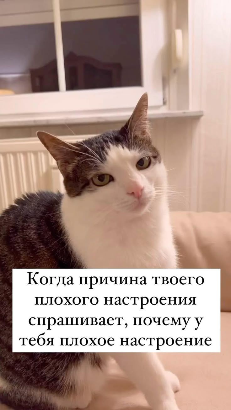 Когда причина твоего плохого настроения спрашивает, почему у тебя плохое настроение