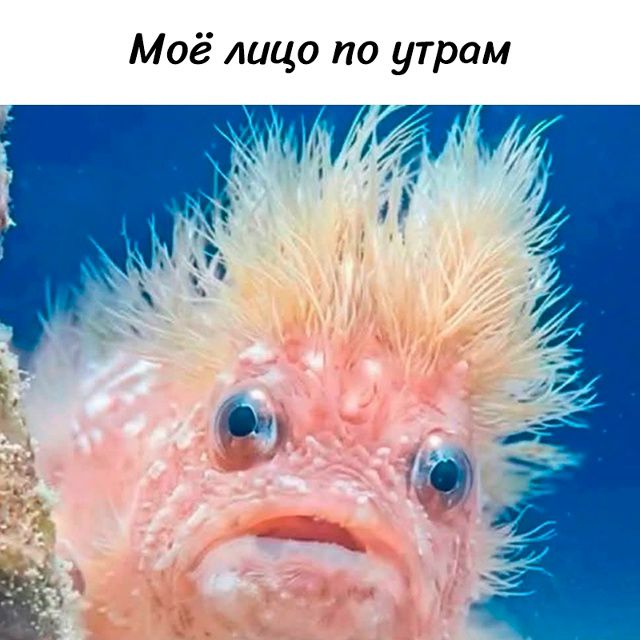 Моё лицо по утрам