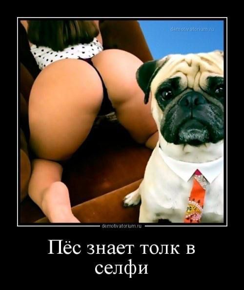 Пёс знает толк в селфи