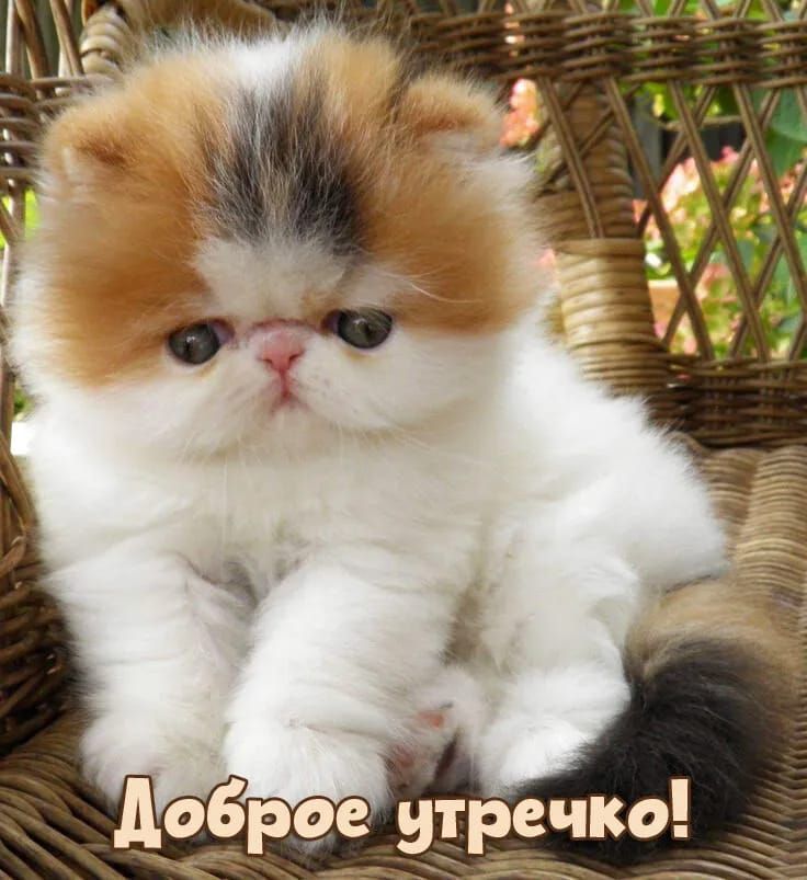 Доброе утречко!