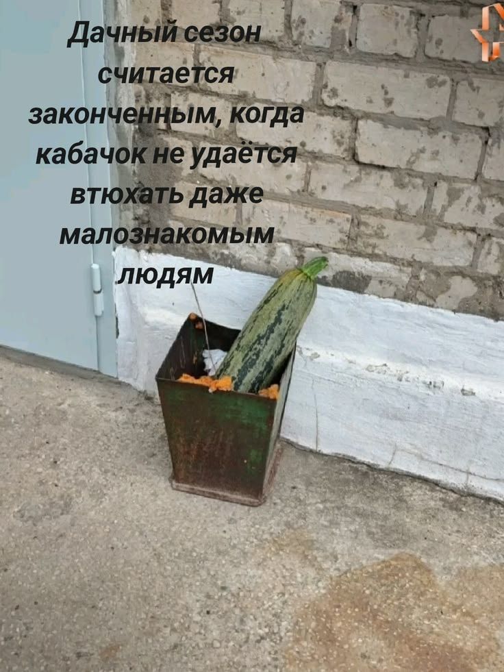 Дачный сезон считается законченным, когда кабачок не удаётся втюхать даже малознакомым людям