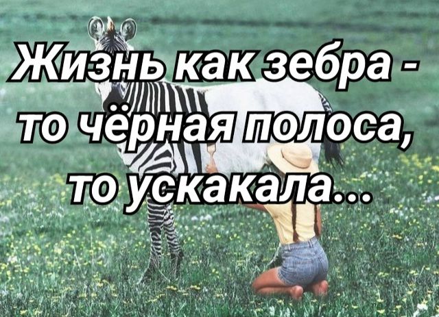 Жизнь как зебра - то чёрная полоса, то ускакала...