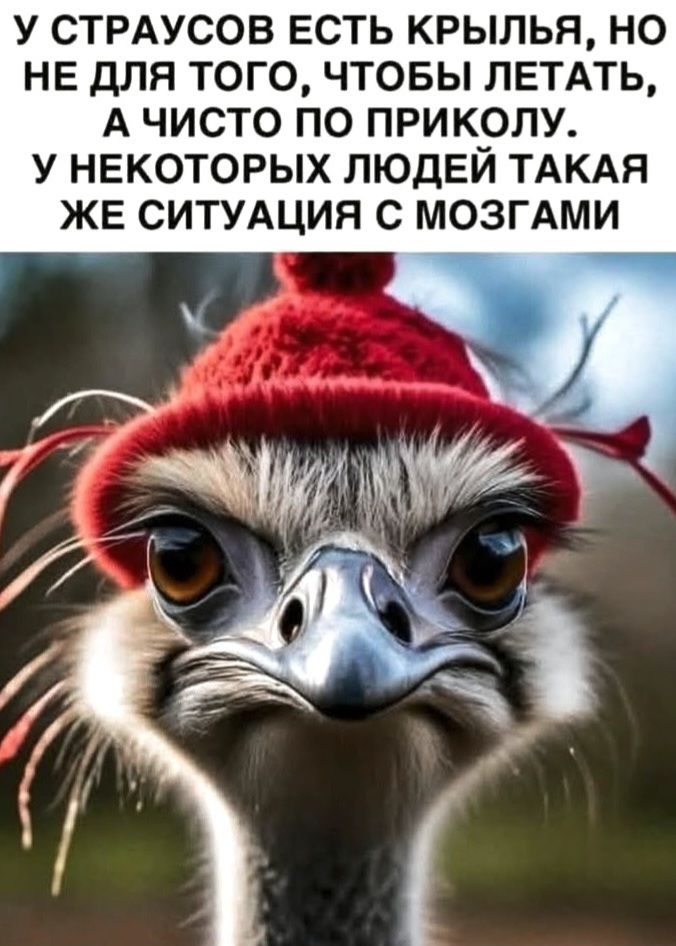 У СТРАУСОВ ЕСТЬ КРЫЛЬЯ, НО НЕ ДЛЯ ТОГО, ЧТОБЫ ЛЕТАТЬ, А ЧИСТО ПО ПРИКОЛУ. У НЕКОТОРЫХ ЛЮДЕЙ ТАКАЯ ЖЕ СИТУАЦИЯ С МОЗГАМИ