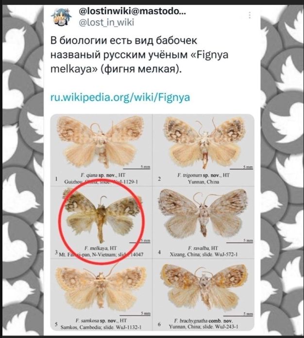 В биологии есть вид бабочек названный русским учёным «Fignya melkaya» (фигня мелкая). ru.wikipedia.org/wiki/Fignya. На изображении представлены различные виды бабочек, одна из которых F. melkaya, выделена красным кругом.