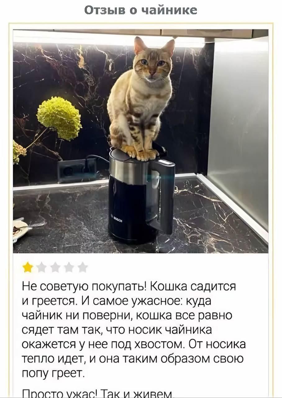 Отзыв о чайнике Не советую покупать! Кошка садится и греется. И самое ужасное: куда чайник ни поверни, кошка все равно сядет там так, что носик чайника окажется у нее под хвостом. От носика тепло идет, и она таким образом свою попу греет. Просто ужас! Так и живем.