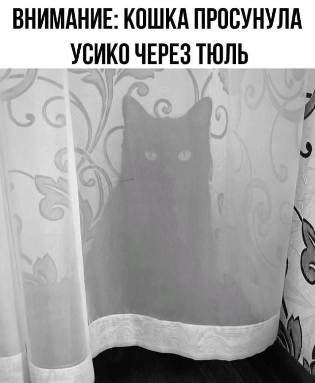 ВНИМАНИЕ: КОШКА ПРОСУНУЛА УСИКО ЧЕРЕЗ ТЮЛЬ